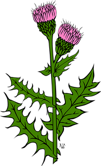 Pink Flowered Plant Illustration PNG image