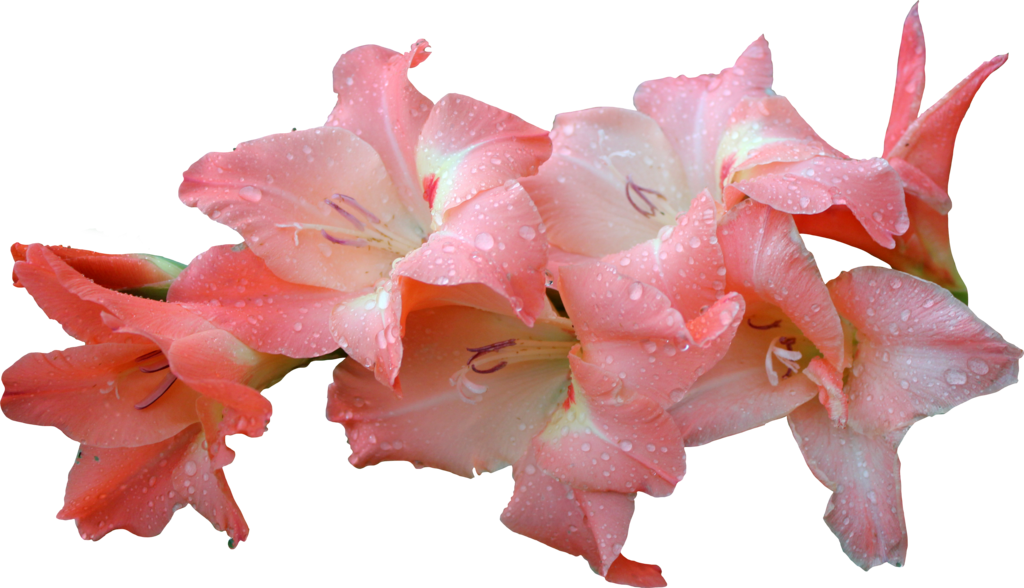 Pink Gladioluswith Water Droplets PNG image