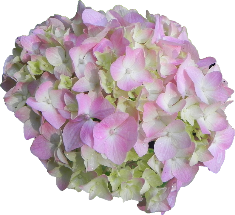 Pink Green Hydrangea Bloom PNG image