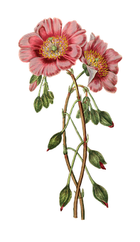Pink Hellebore Botanical Illustration PNG image