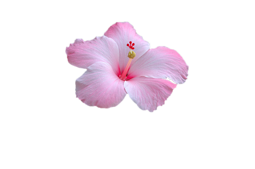 Pink Hibiscus Black Background PNG image