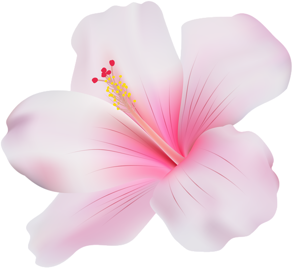 Pink Hibiscus Bloom Graphic PNG image