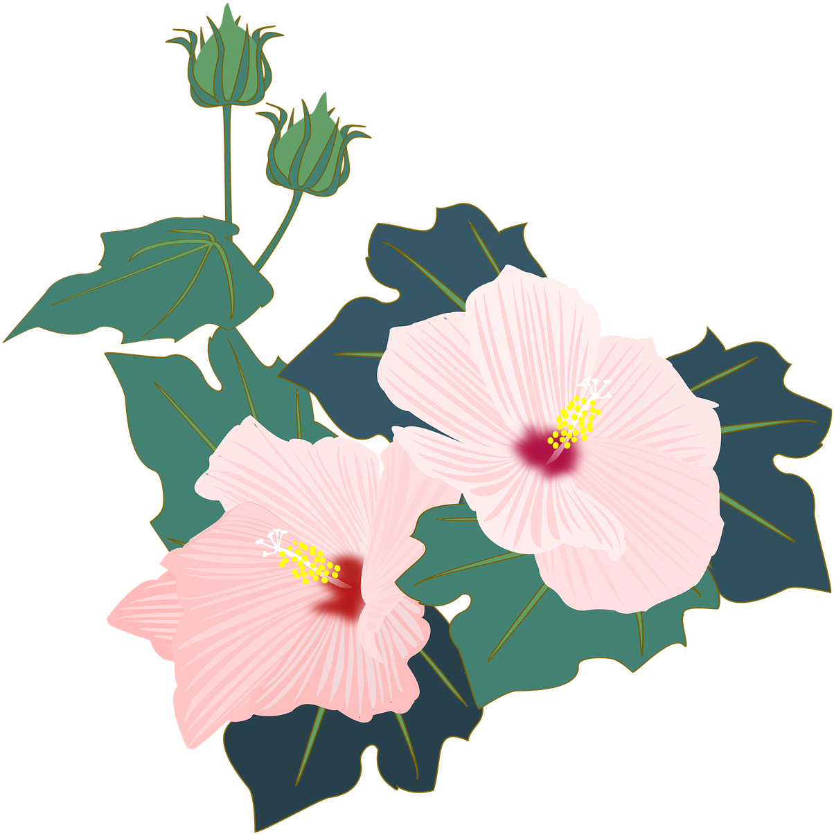 Pink Hibiscus Vector Illustration PNG image