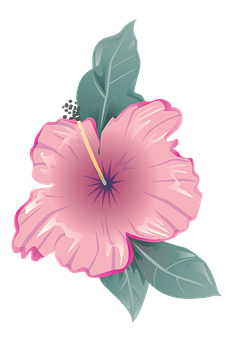 Pink Hibiscus Vector Illustration PNG image