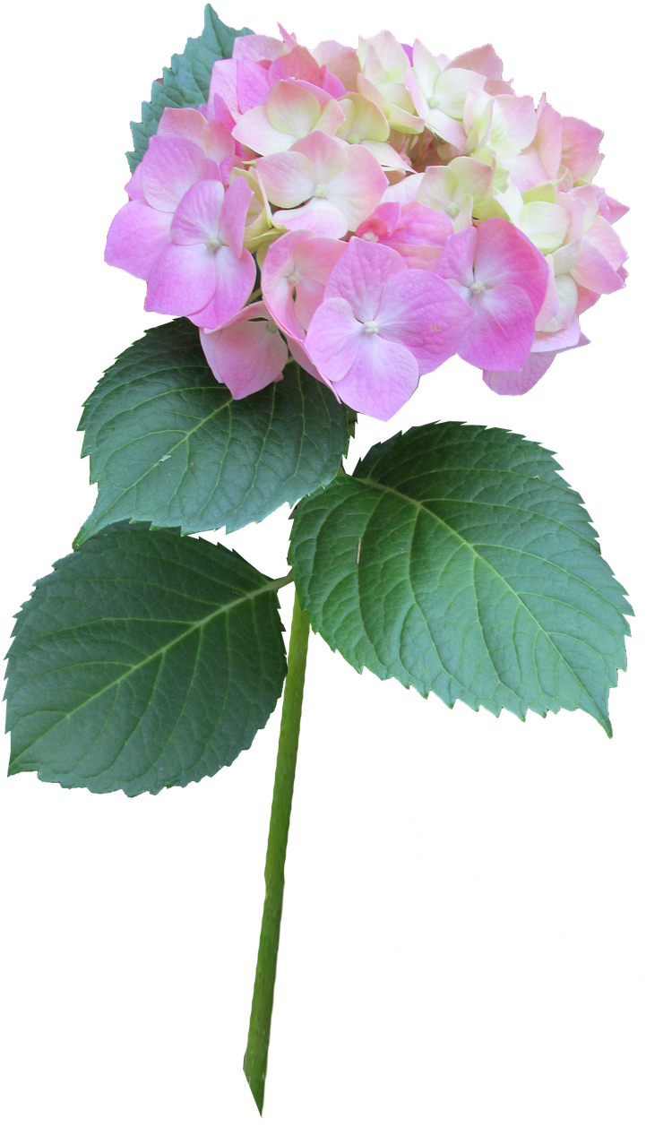 Pink_ Hydrangea_ Bloom_ Transparent_ Background.png PNG image