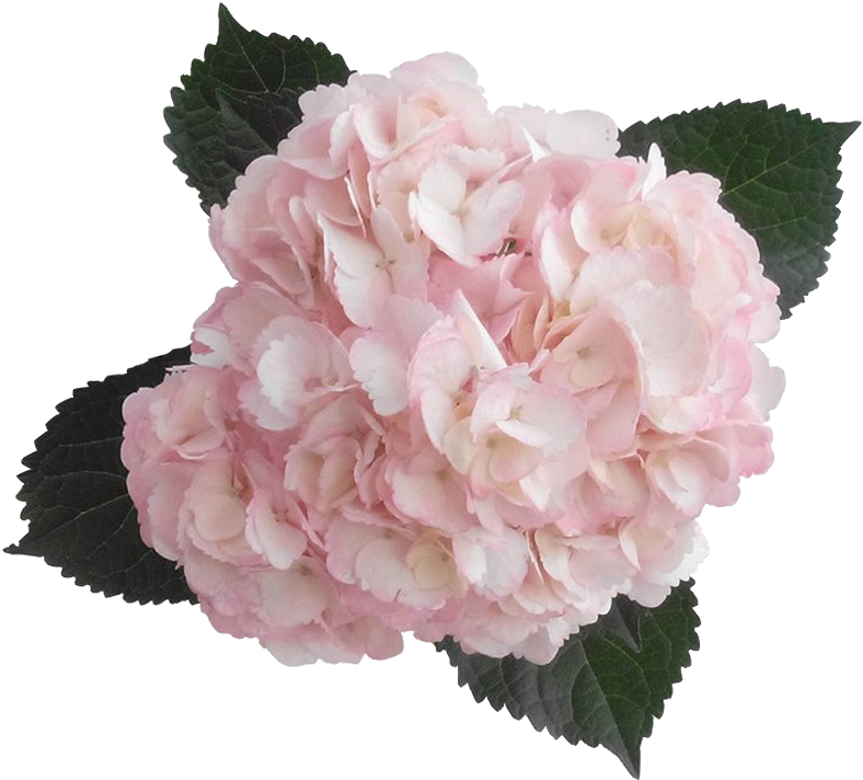 Pink Hydrangea Bloom Transparent Background PNG image