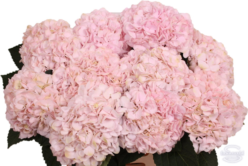 Pink Hydrangea Blooms Floral Display PNG image