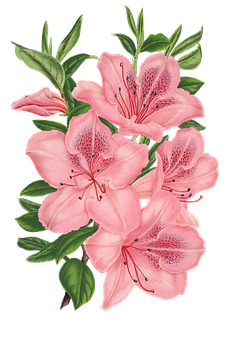 Pink Lily Bouquet Illustration PNG image