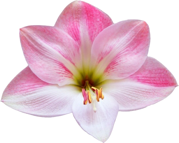 Pink Lily Flower Isolated Background PNG image