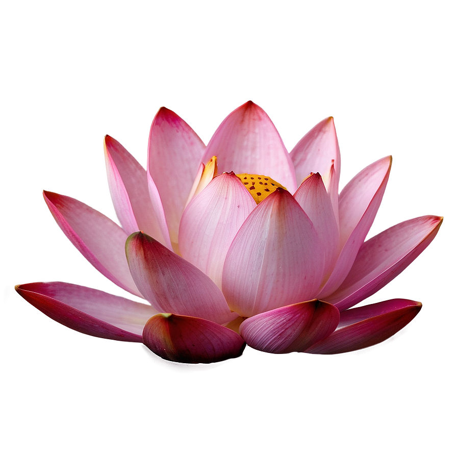 Pink Lotus Blossom Png 61 PNG image