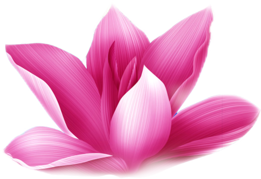 Pink Lotus Blossom Transparent Background PNG image