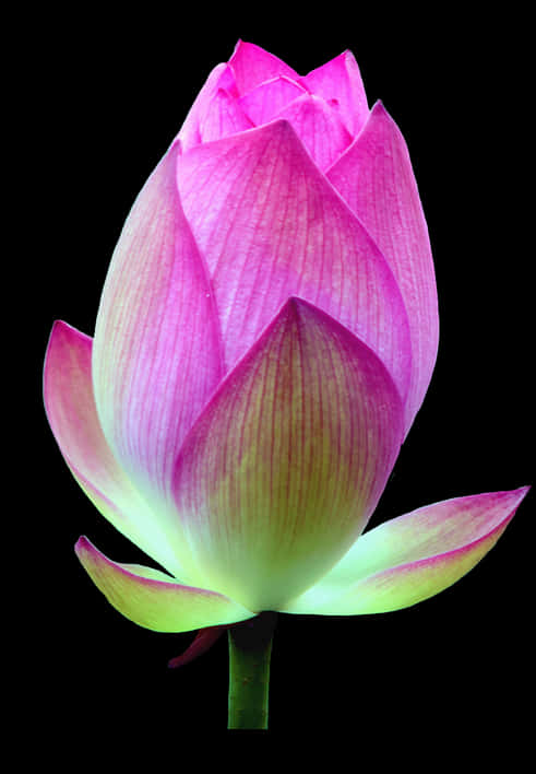 Pink Lotus Bud Black Background PNG image