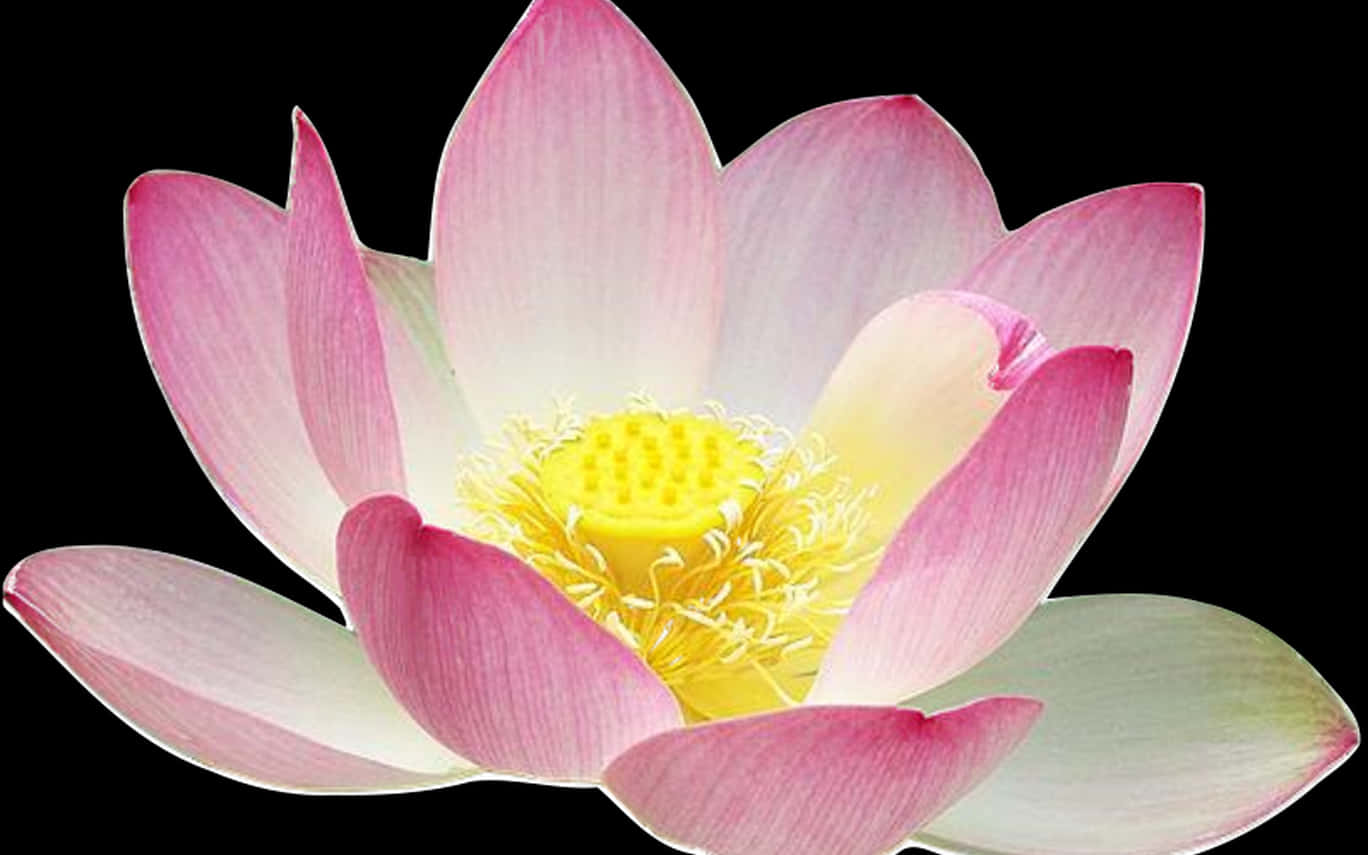 Pink Lotus Flower Black Background PNG image