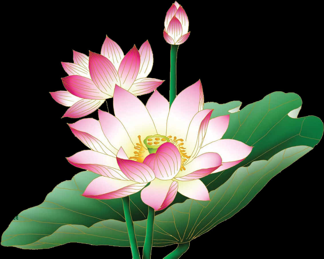 Pink_ Lotus_ Flower_ Illustration PNG image