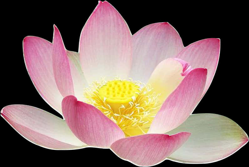 Pink Lotus Flower Isolated Background PNG image