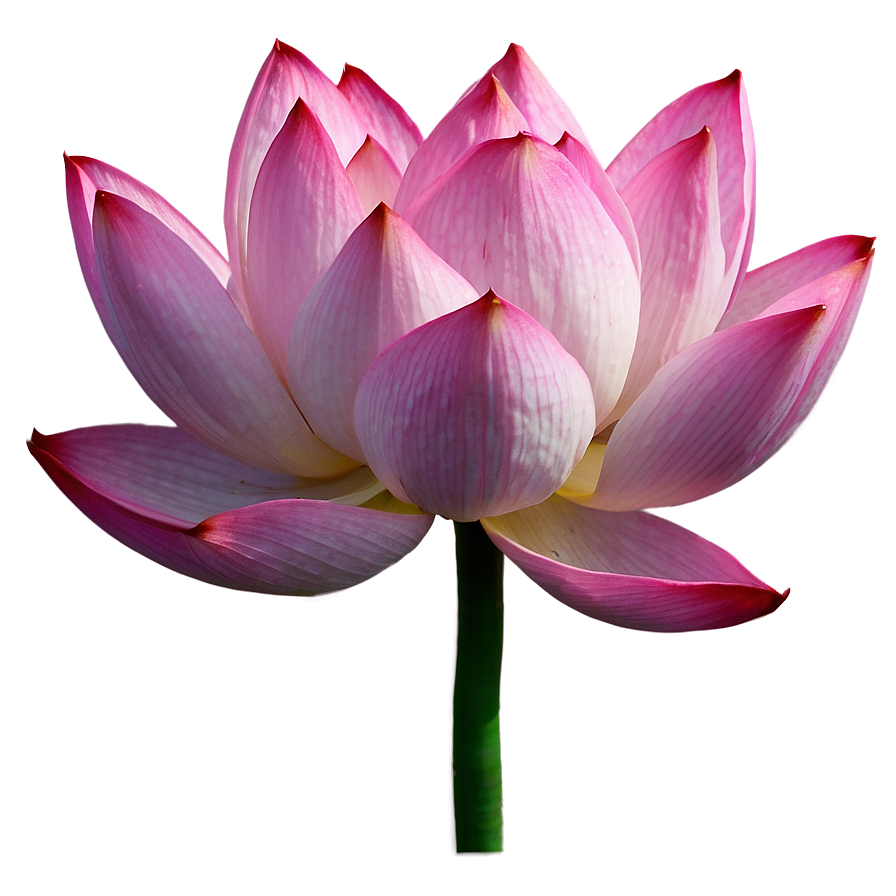 Pink Lotus Flower Png 31 PNG image