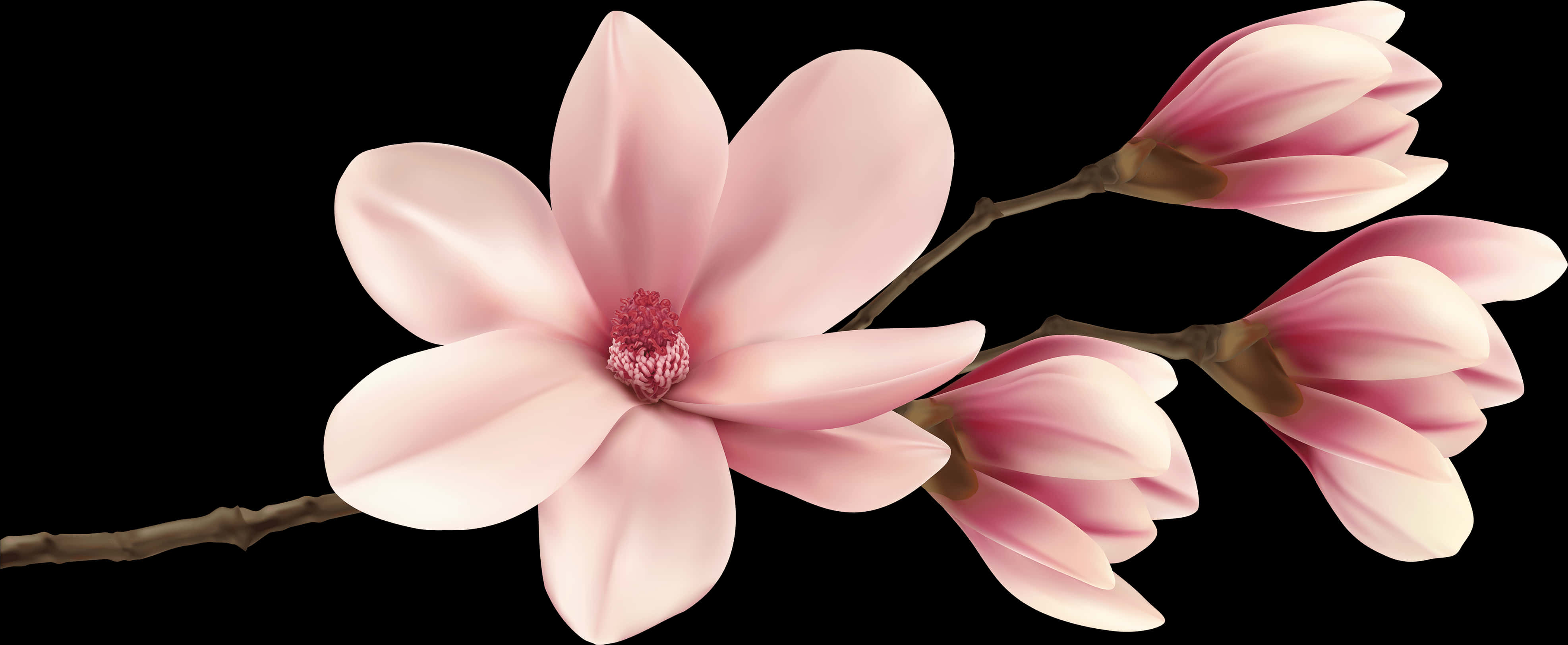 Pink Magnolia Blossom Branch PNG image
