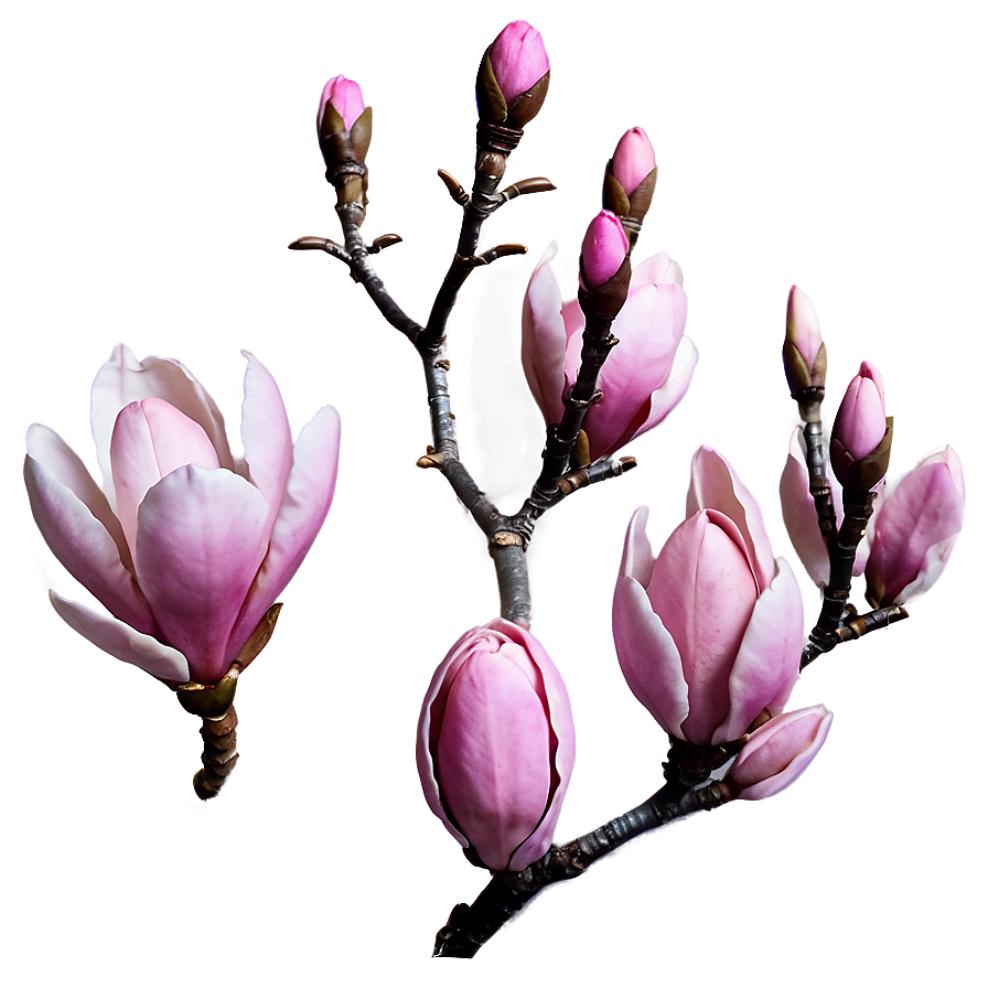 Pink Magnolia Splendor Png 05242024 PNG image