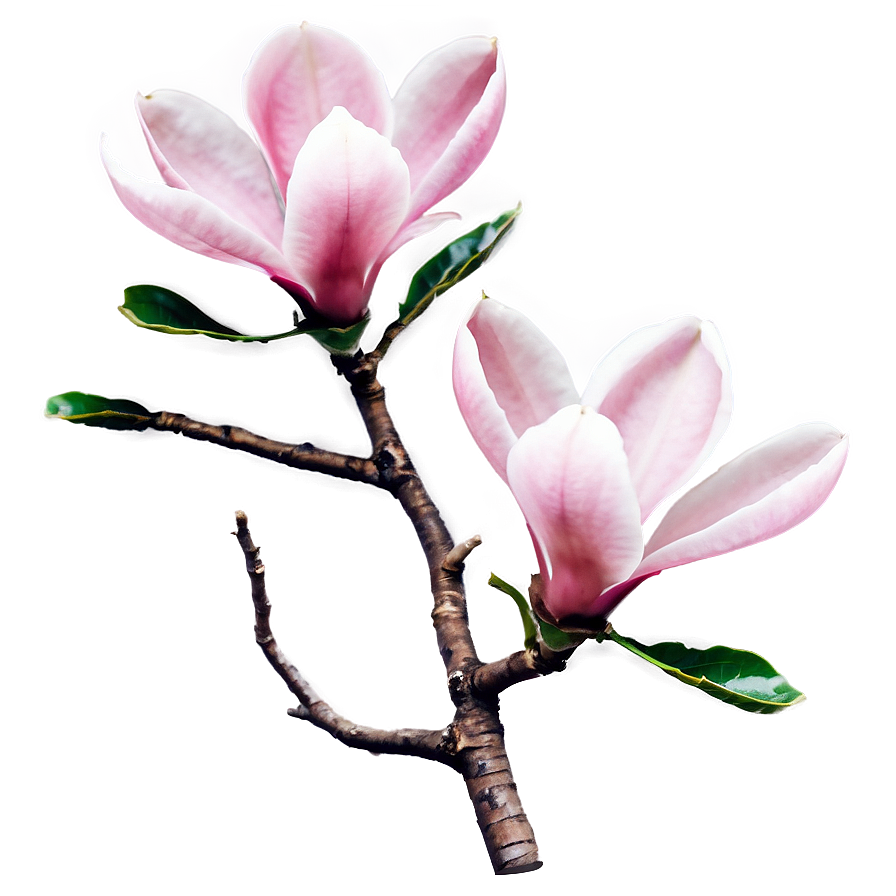 Pink Magnolia Tree Blossom Png 06212024 PNG image