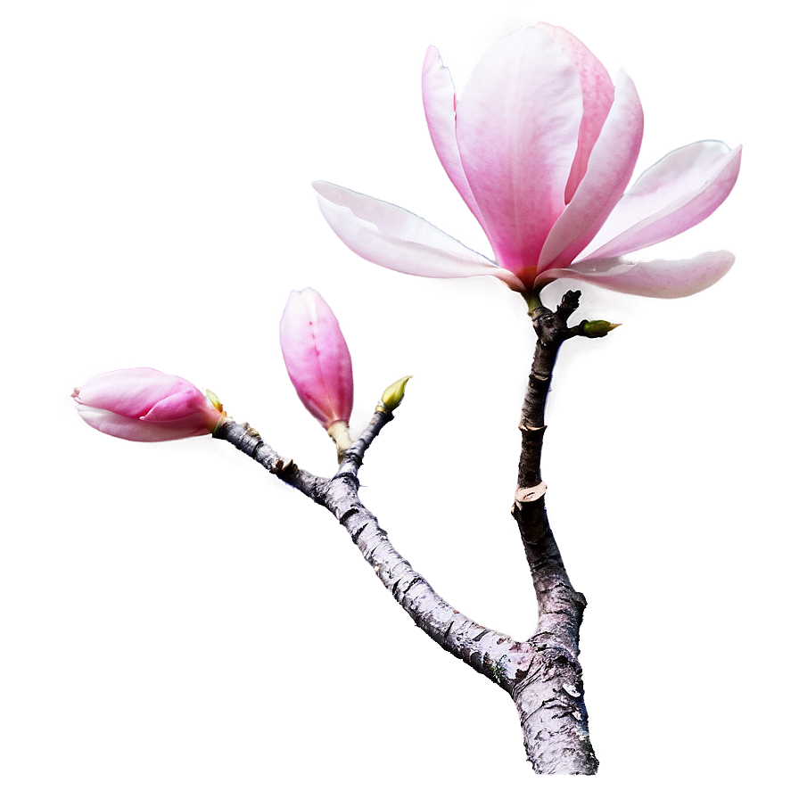 Pink Magnolia Tree Blossom Png Yfi PNG image