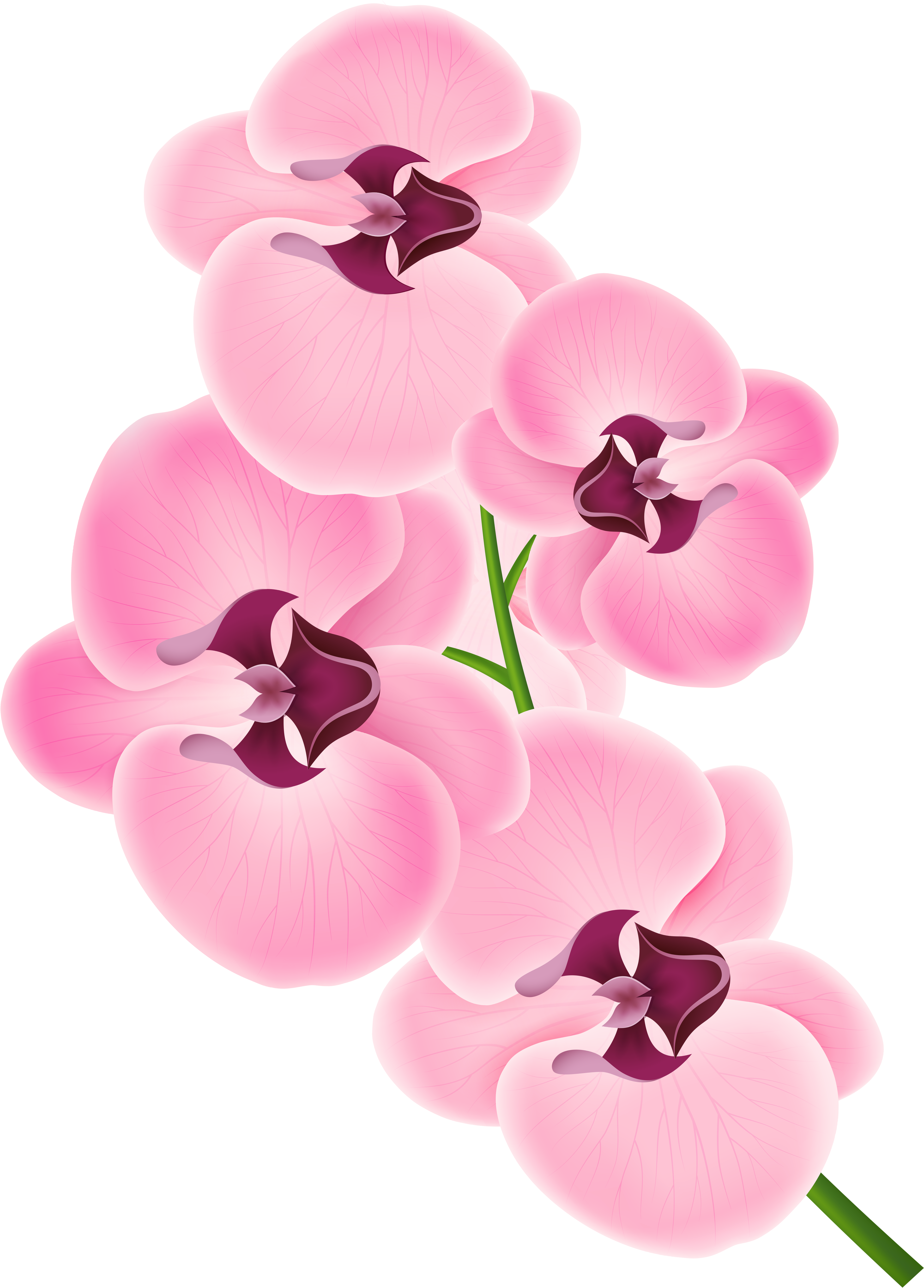 Pink Orchid Blossoms Vector PNG image