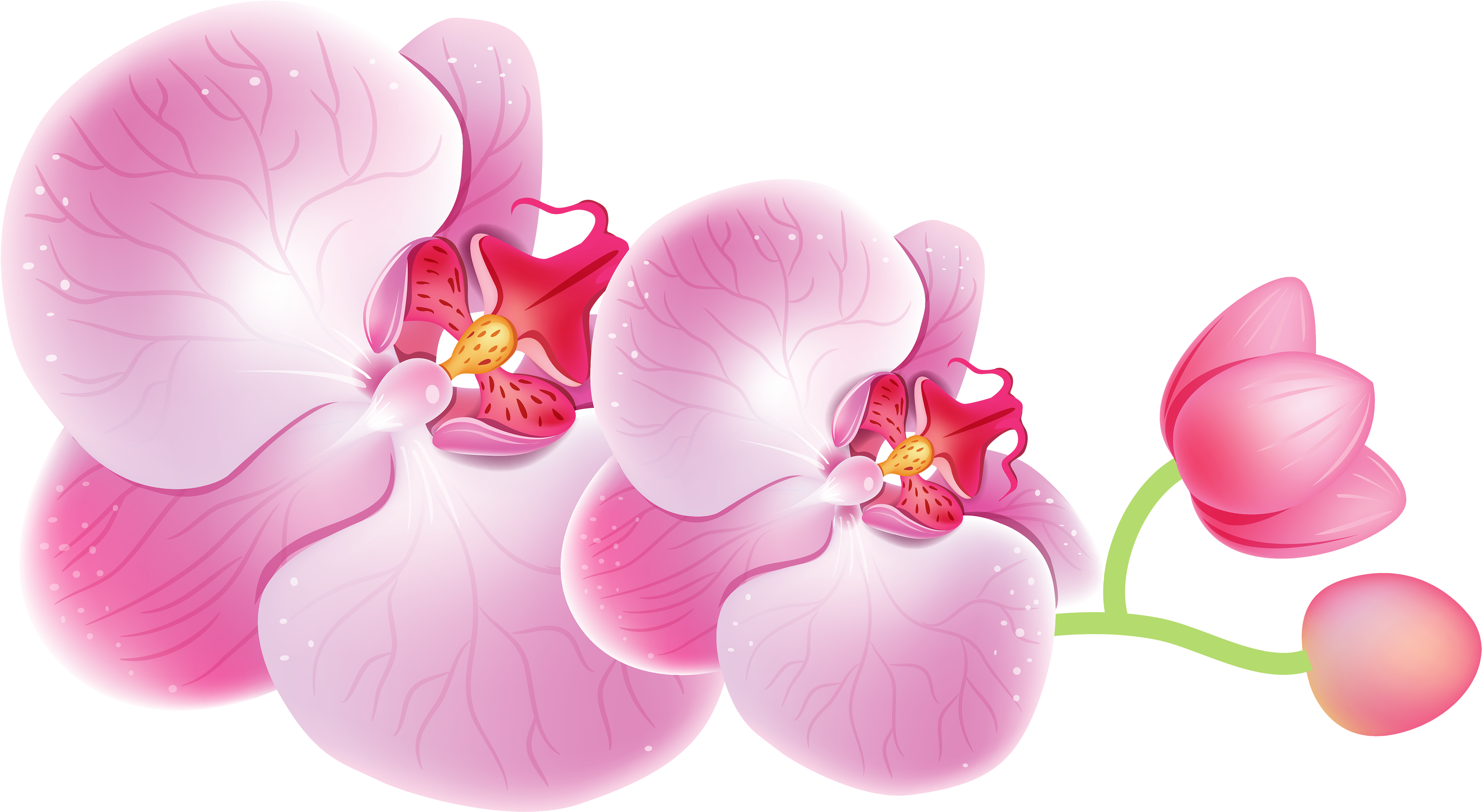 Pink Orchid Illustration PNG image