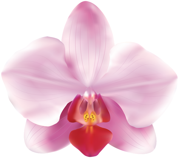 Pink Orchid Illustration PNG image