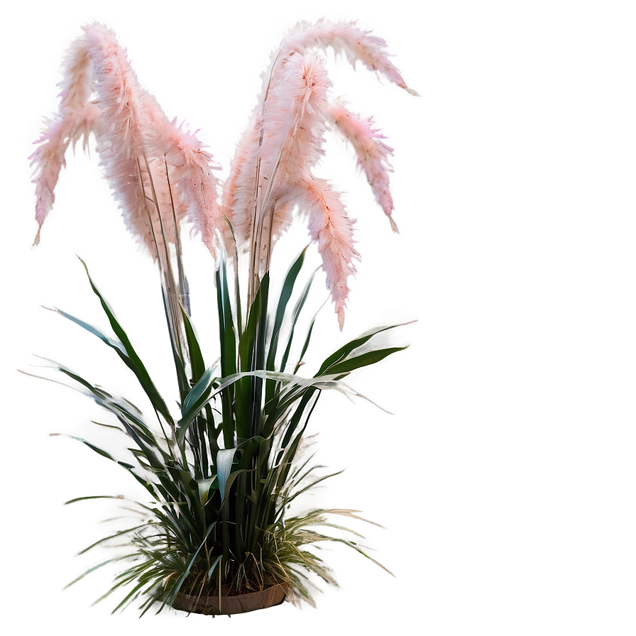 Pink Pampas Grass Png Vai PNG image