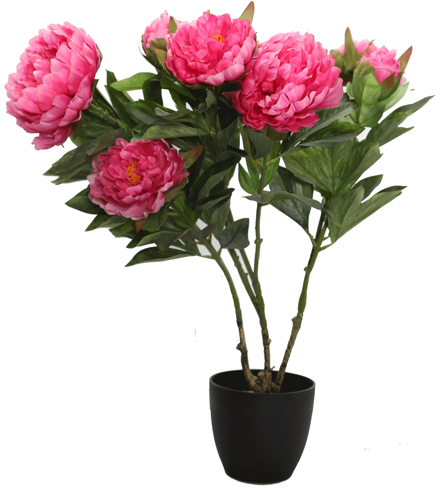 Pink Peony Bouquetin Black Pot PNG image