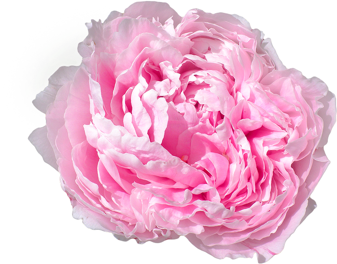 Pink Peony Flower Isolated PNG image