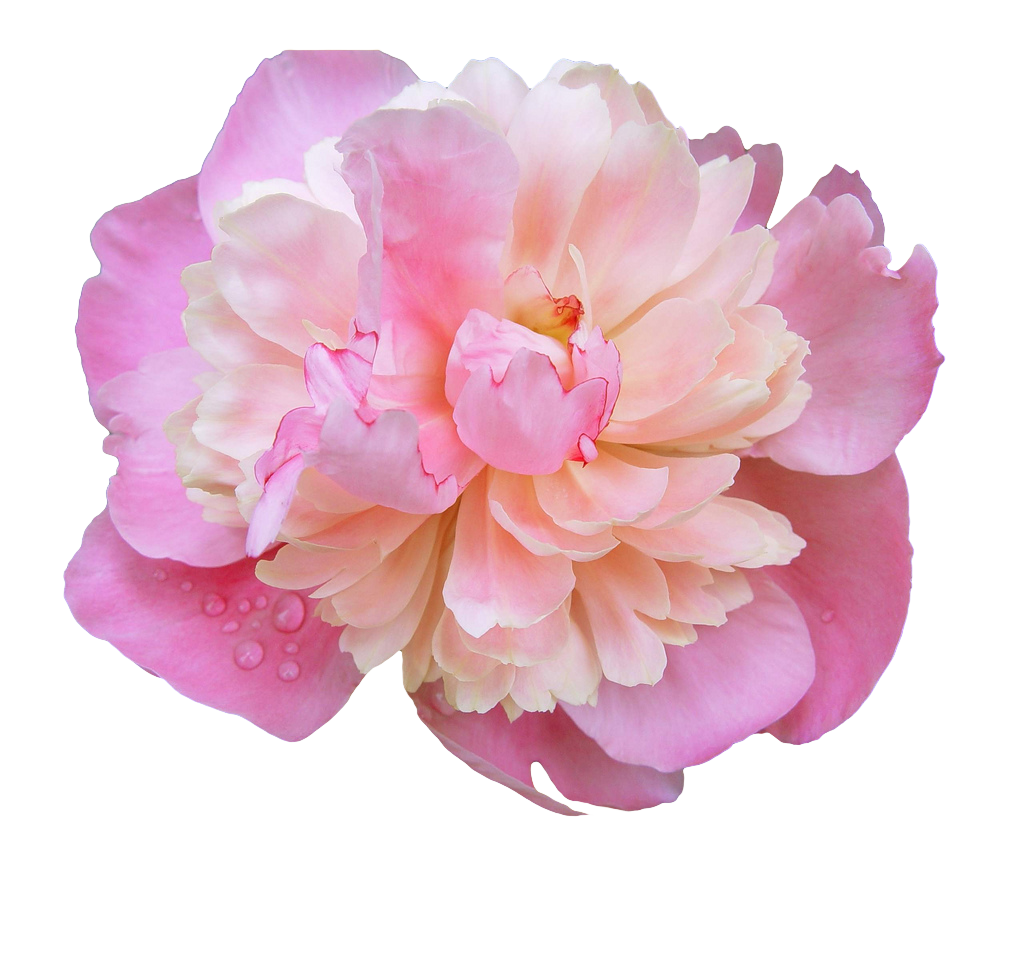 Pink Peony Flower Transparent Background PNG image