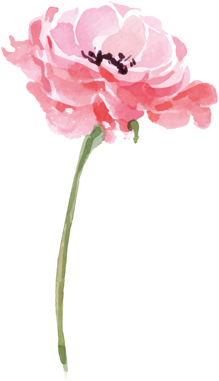 Peony Png Images (100++)