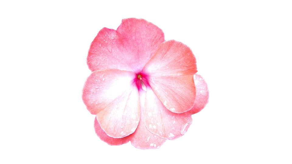 Pink Periwinkle Flower Dewdrops PNG image