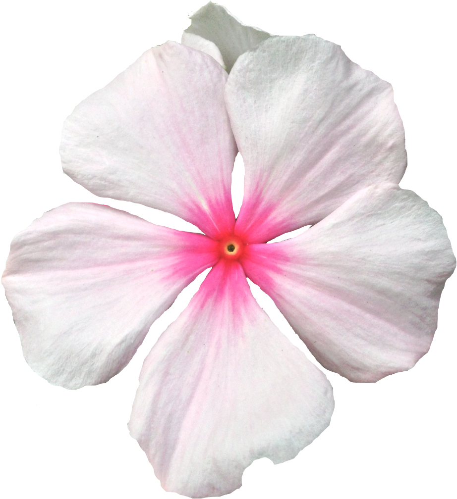 Pink Periwinkle Flower Isolated PNG image