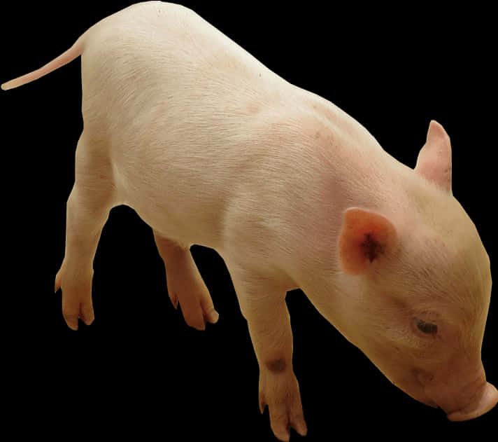 Pink Piglet Isolated Background PNG image