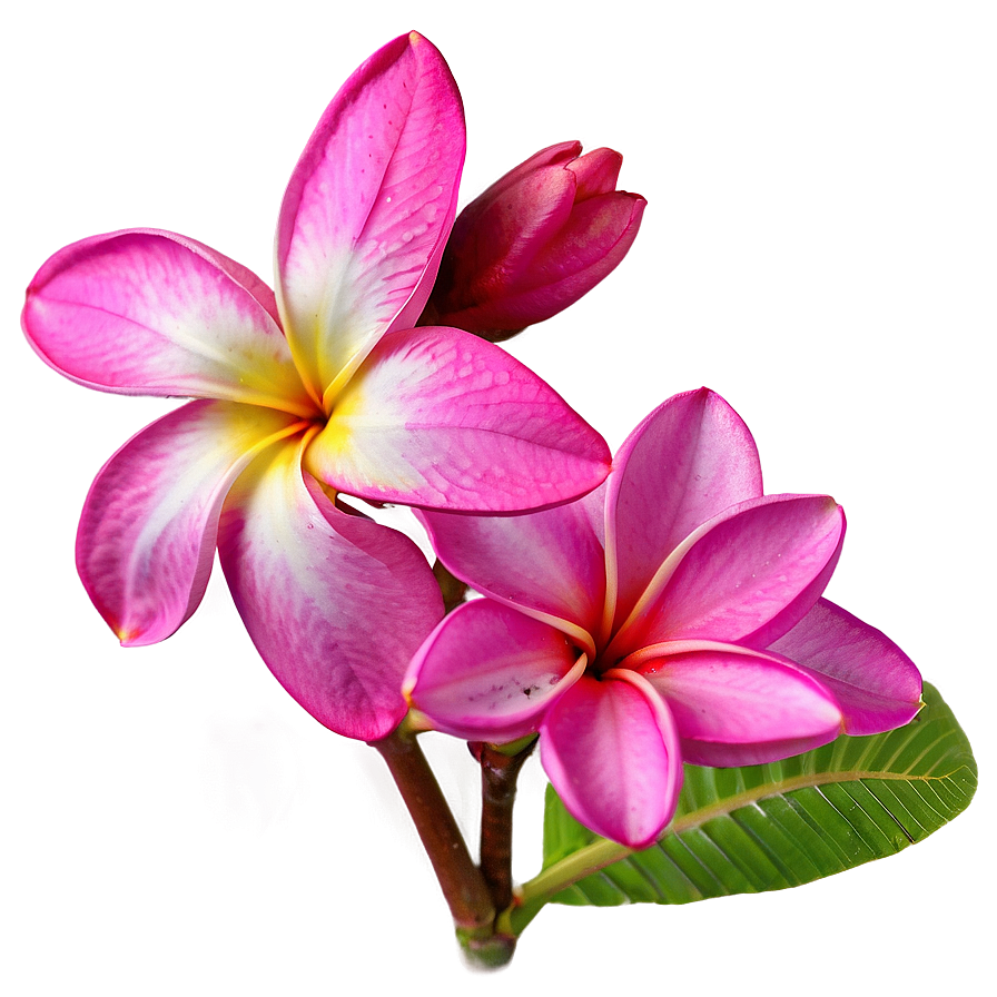 Pink Plumeria Png Nqw PNG image