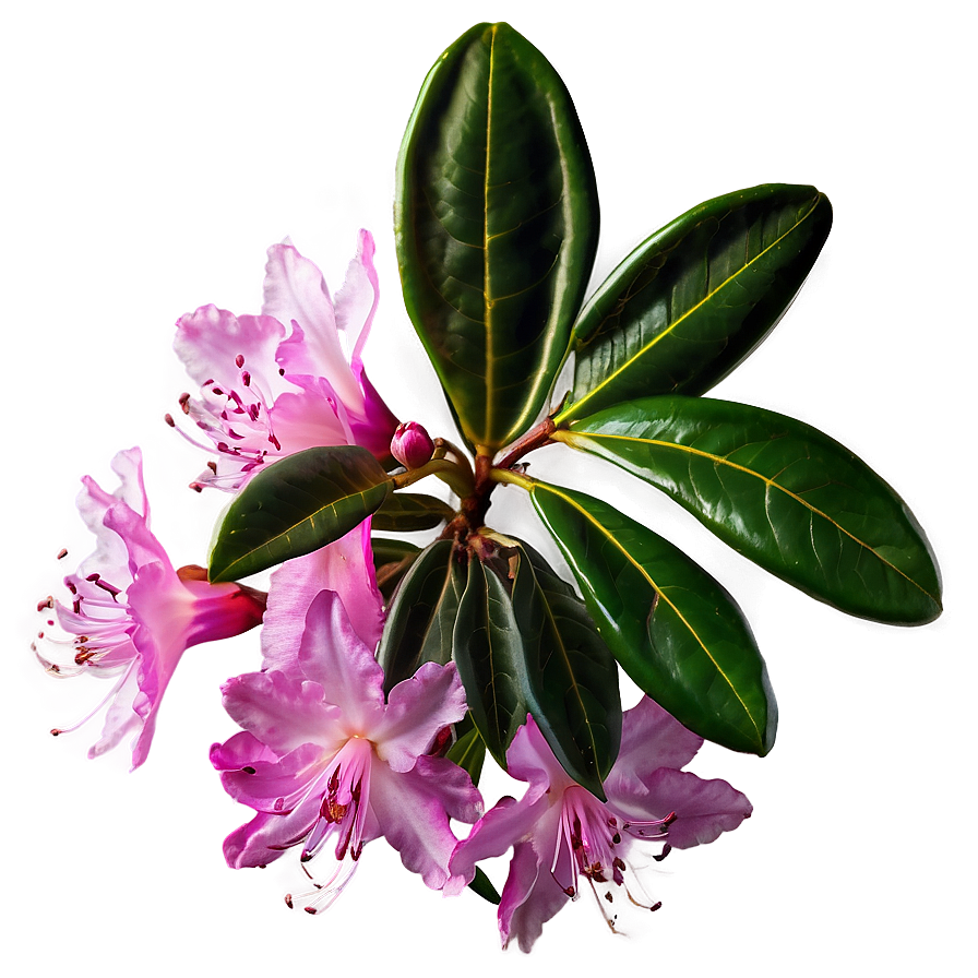 Pink Rhododendron Png 88 PNG image