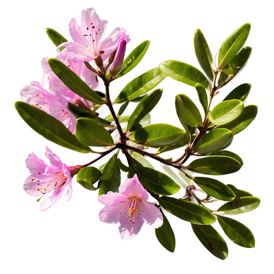 Pink Rhododendron Png Ayr PNG image