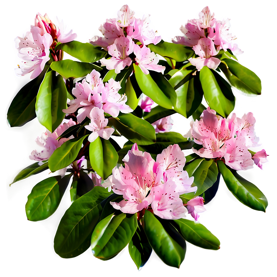 Pink Rhododendron Png Duf PNG image