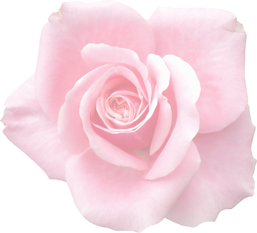 Pink Rose Black Background PNG image