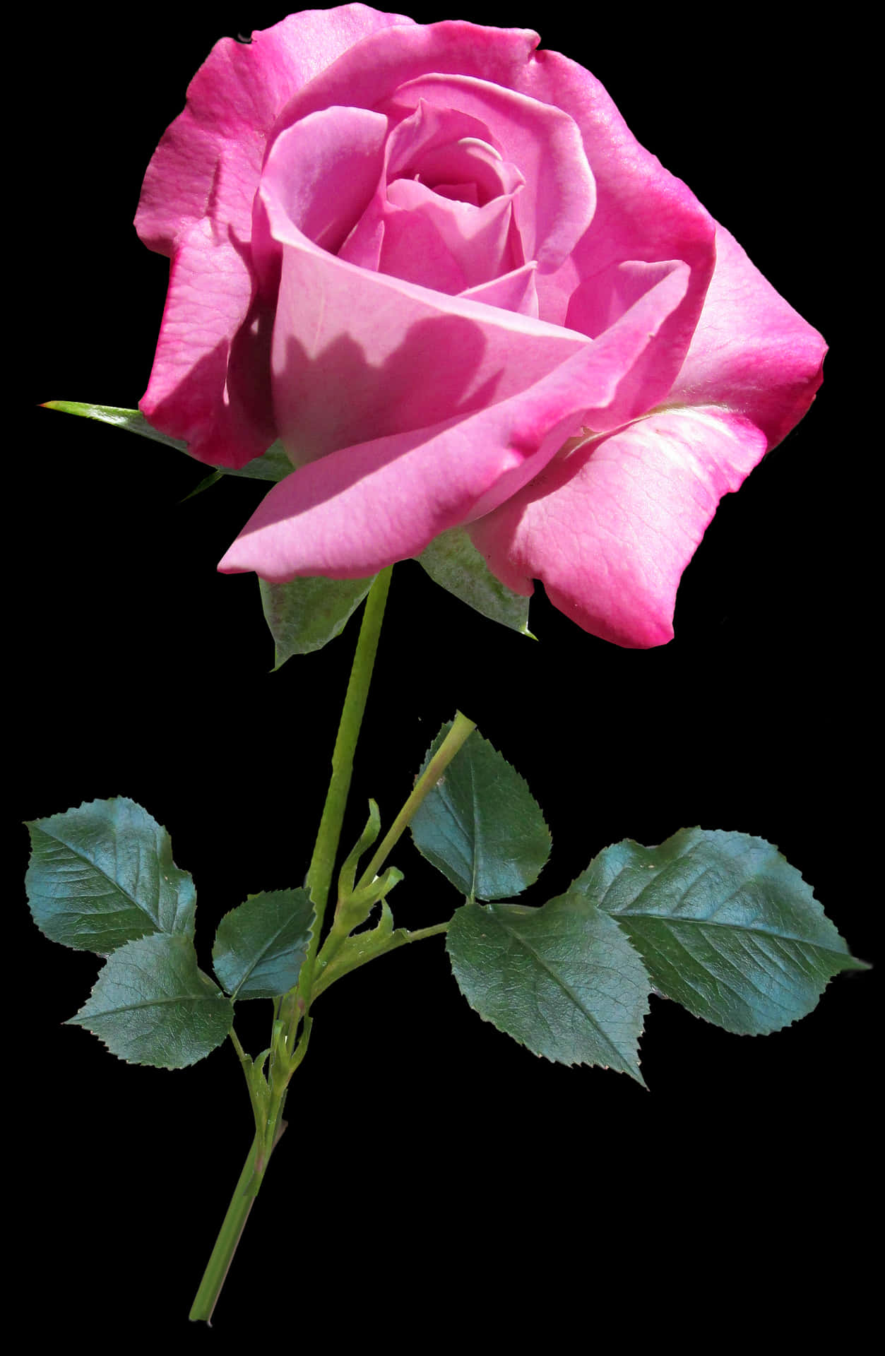 Pink Rose Black Background PNG image