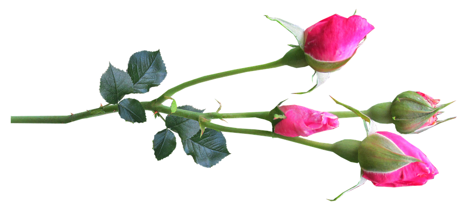 Pink Rose Branch Transparent Background PNG image