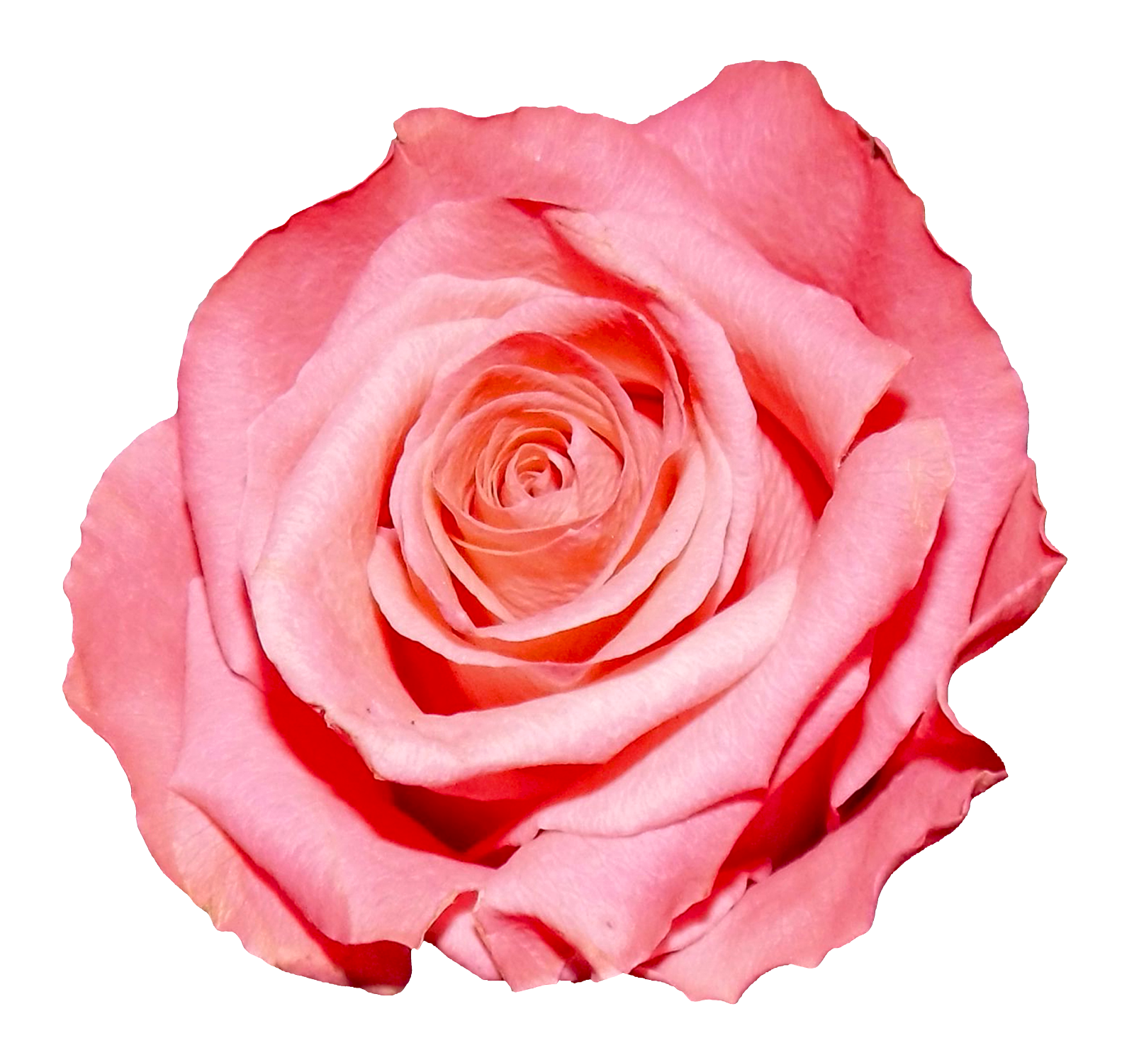 Pink Rose Closeup.png PNG image