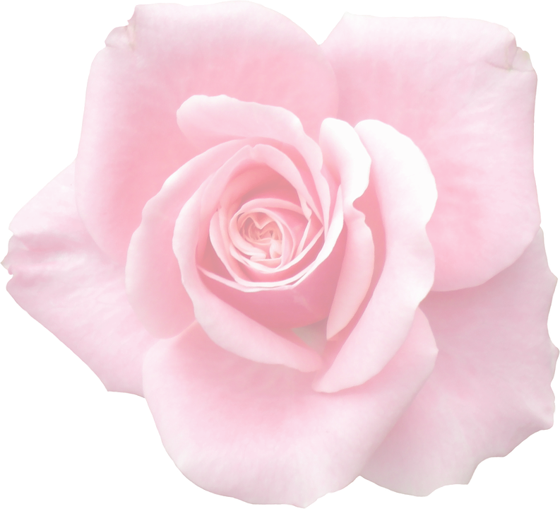 Pink Rose Closeup.png PNG image