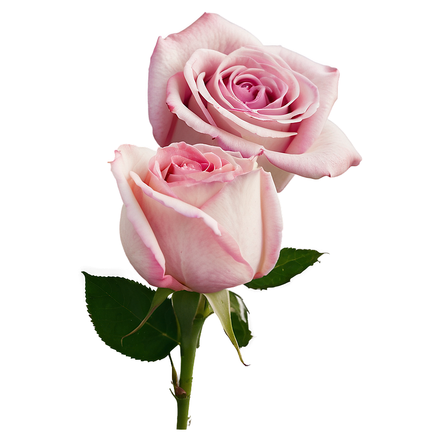 Pink Rose Emotion Png Hxm92 PNG image