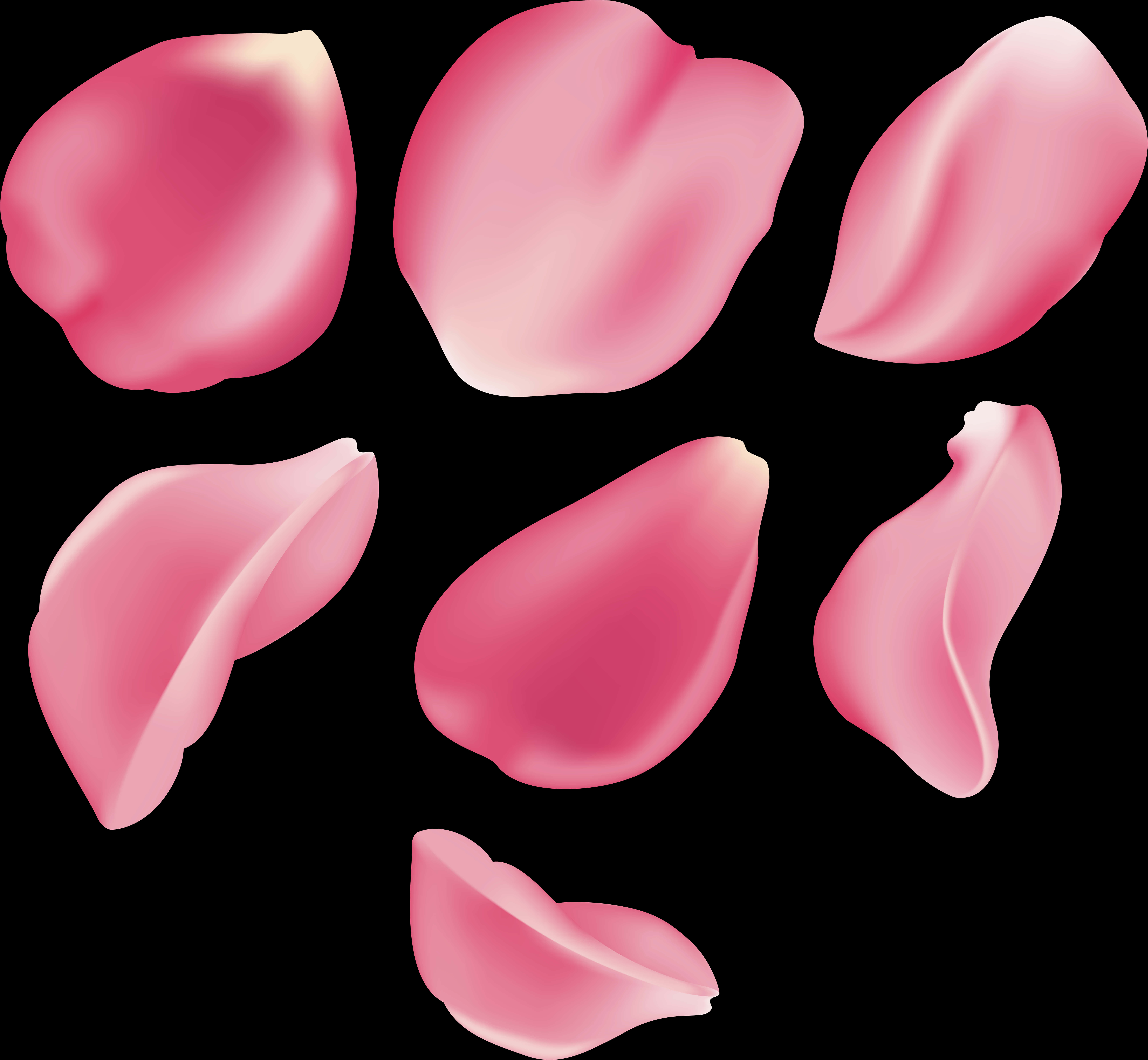Pink Rose Petals Floating PNG image