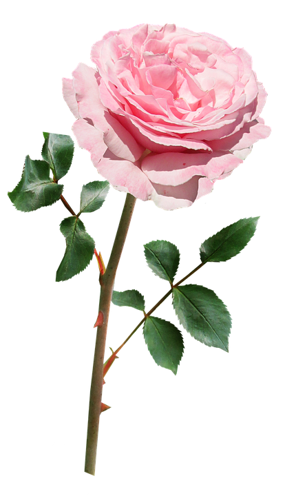 Pink Rose Stem Transparent Background PNG image