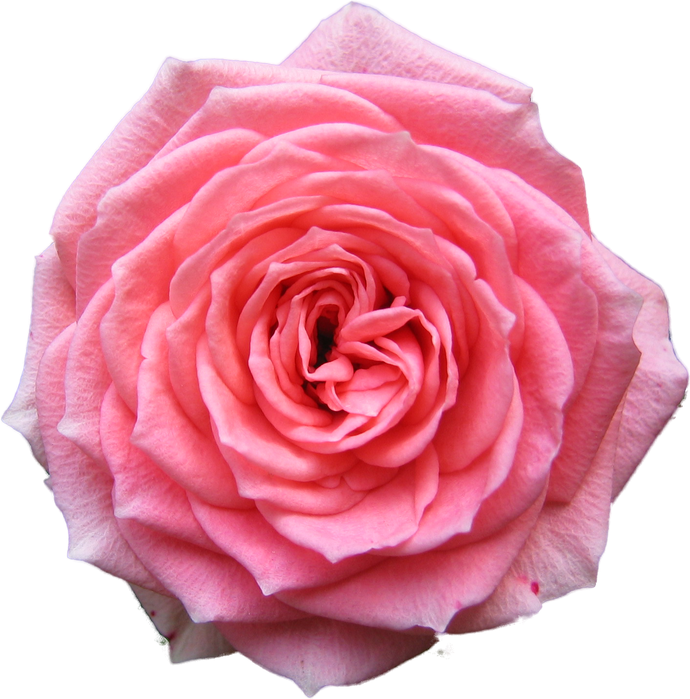 Pink Rose Transparent Background PNG image
