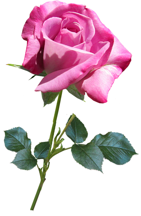 Pink Rose Transparent Background PNG image