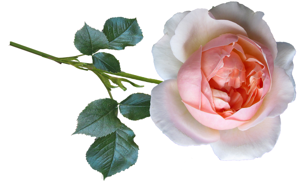 Pink Rose Transparent Background PNG image